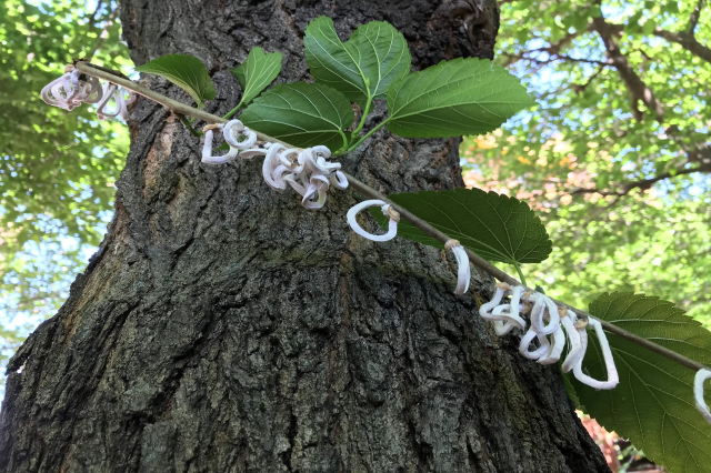 Takahashia Japonica Comune Di Settimo Milanese